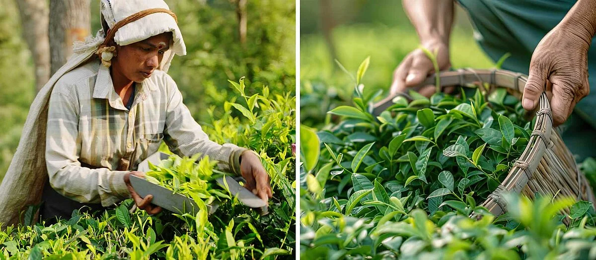 Lobodis - le sourcing du thé